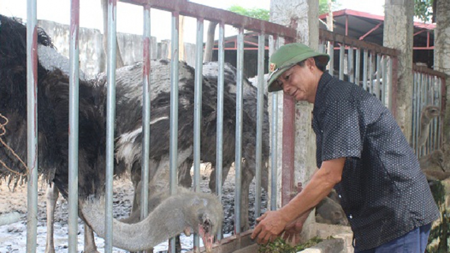 Chim khổng lồ, chim trĩ, chim bồ câu giúp nông dân thu lợi lớn, phất lên nhanh